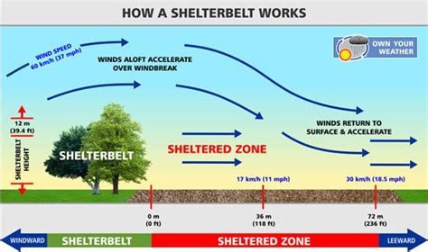 1 Con Of Shelterbelts