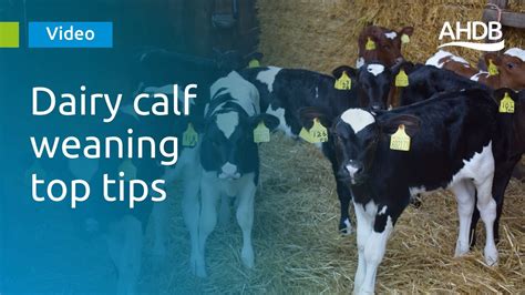 10+ Age Of Calf Weaning Secrets For Better Growth