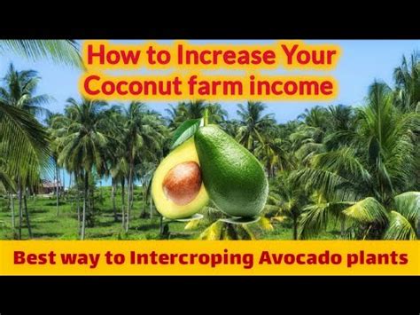 10 Aguacate Tips To Boost Income