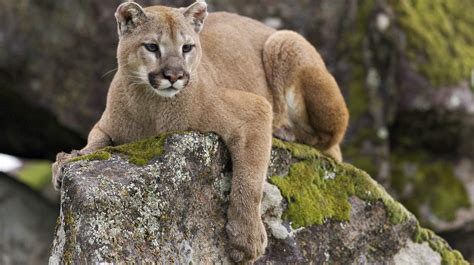 10+ Alberta Mountain Lion Facts To Know