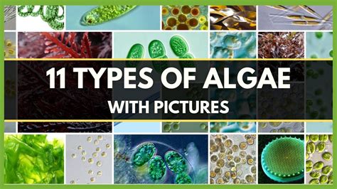 10 Algae Names Decoded