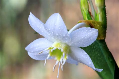 10 Amazon Lily Plant Care Tips For Success