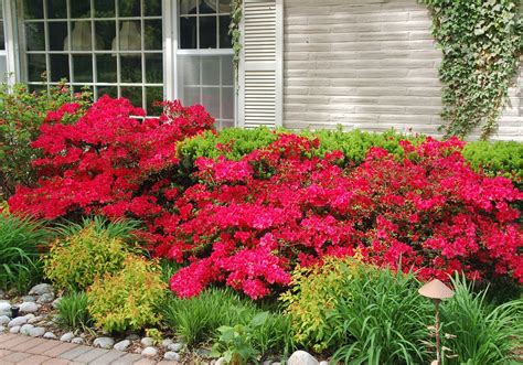 10 Azalea Landscape Ideas To Boost Curb Appeal