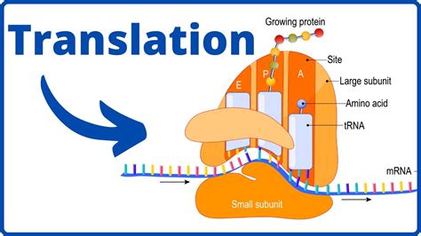 10+ Biology Translation Tips For Better Understanding