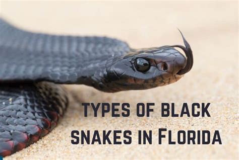 10 Black Snake Florida Facts To Know