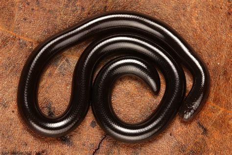 10+ Blind Snake Facts For Florida Residents Safety