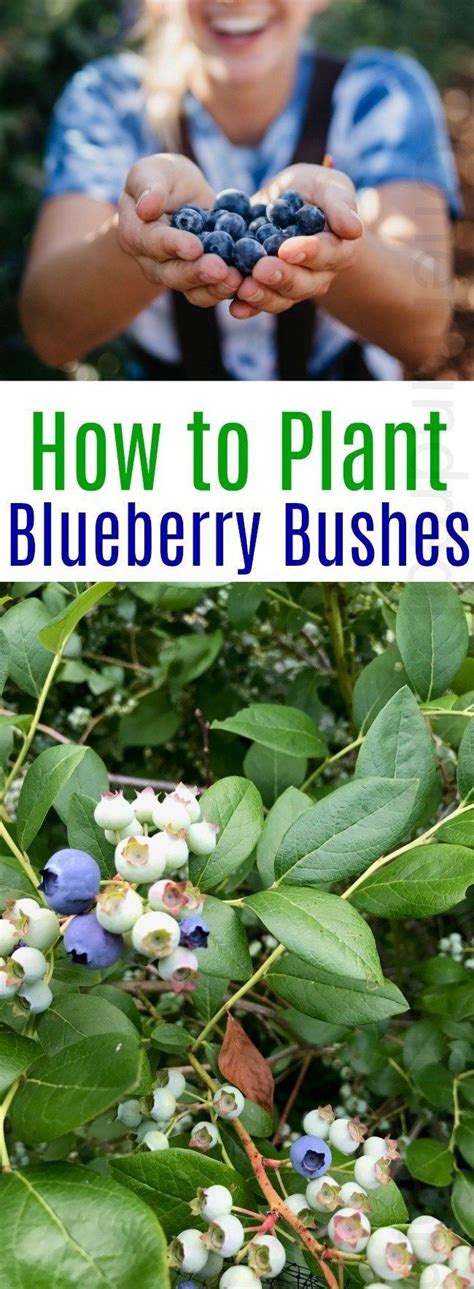 10+ Blueberry Secrets For Healthier Plants