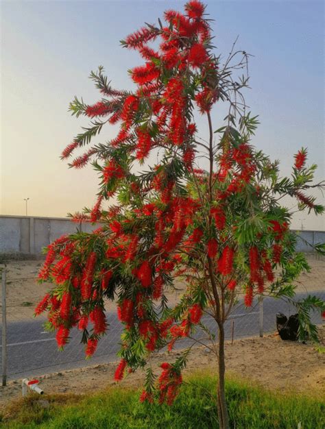 10 Bottle Brush Tree Tips