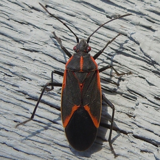 10+ Boxelder Bug Secrets To Prevent Reinfestation