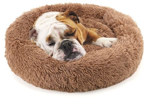 10 Bulldog Beds Yale For Better Sleep