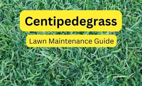 10 Centipede Grass Weed Control Secrets