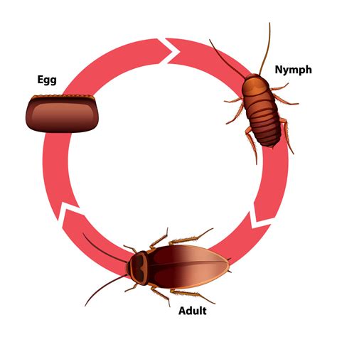 10+ Cockroach Facts To Understand Their Lifecycle