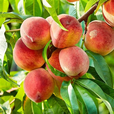 10+ Contender Peach Tree Secrets For Healthier Trees