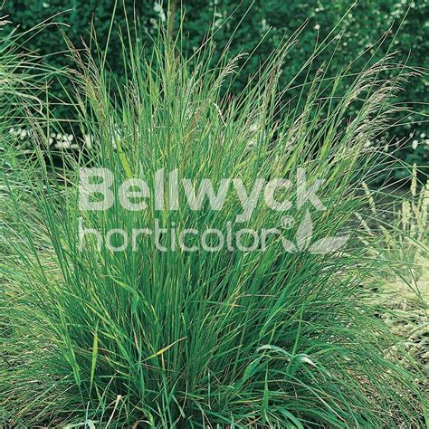 10 Deschampsia Cespitosa Tips For Lush Lawns