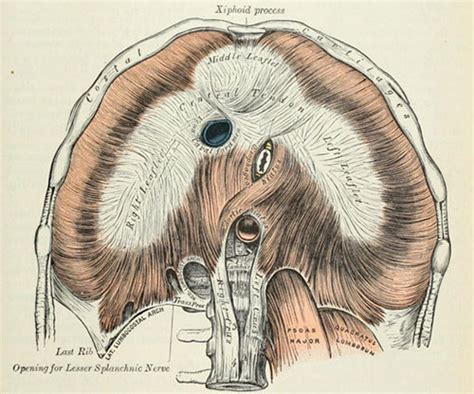 10+ Diaphragm Removal Secrets For Less Pain