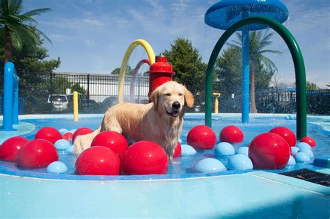 10 Dog Parks Near Me To Find Instant Fun