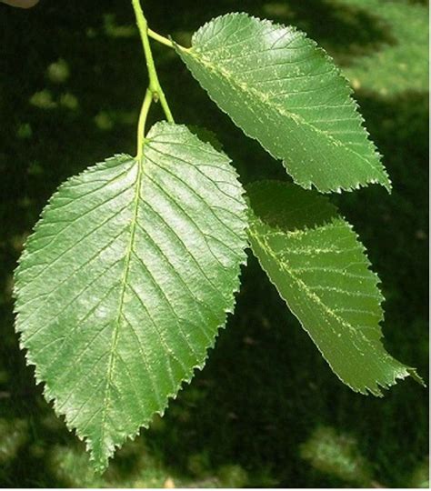 10 Elm Tree Leaf Facts To Boost Knowledge