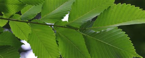 10 Elm Tree Leaves Identification Tips