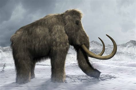 10 Facts About The Wild Woolly Mammoth