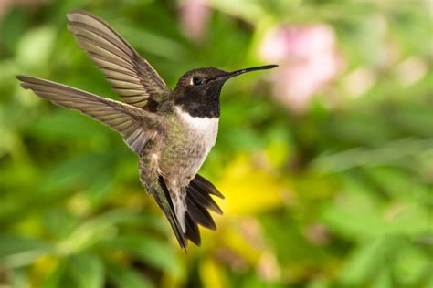 10+ Florida Hummingbird Species To Identify Quickly