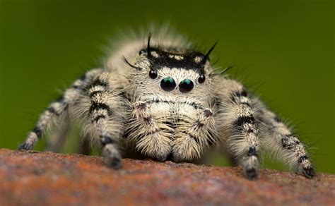 10 Florida Jumping Spider Facts To Know