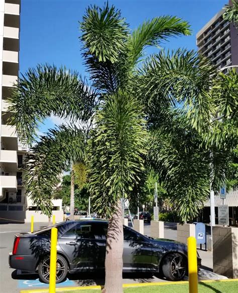 10 Foxtail Palm Tree Care Tips For Success