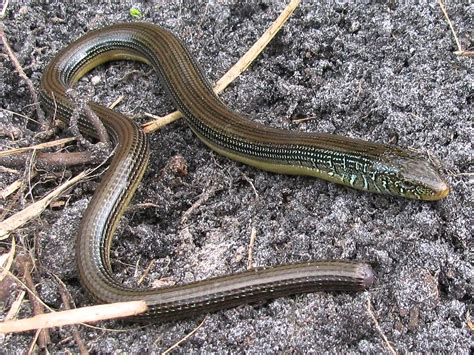 10 Glass Lizard Florida Facts To Know