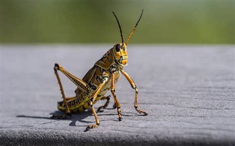 10 Grasshopper Predators You Should Know