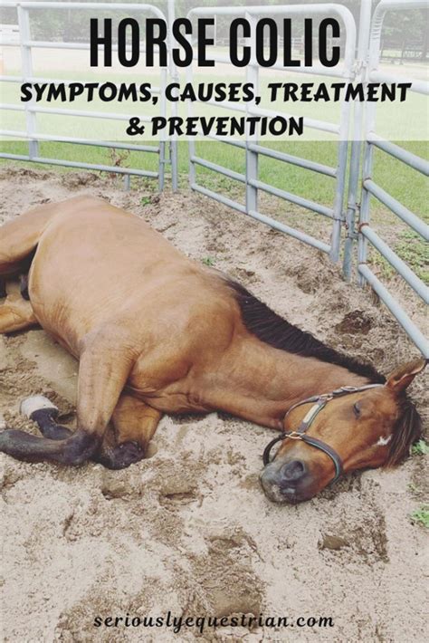 10+ Horse Colic Solutions For Improved Health