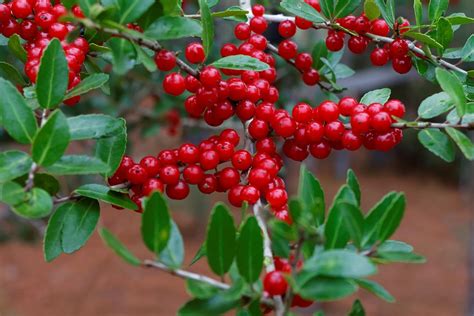 10 Ilex Vomitoria Tea Benefits