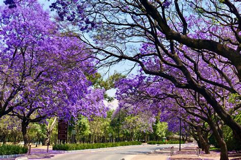 10 Jacaranda Tree Tips For Florida Landscapes