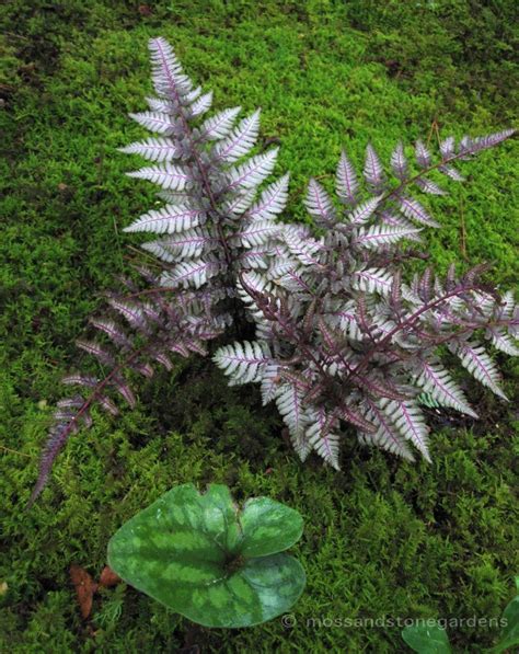 10+ Japanese Painted Fern Secrets For Beautiful Gardens