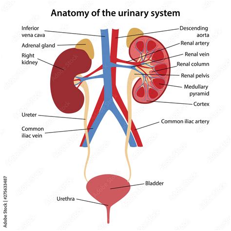 10+ Key Urinary System Components Labeled For Better Health