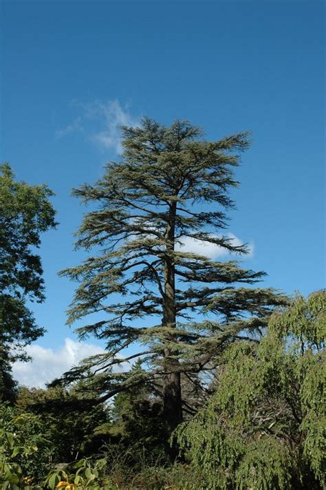 10 Lebanon Cedrus Libani Facts For Gardeners