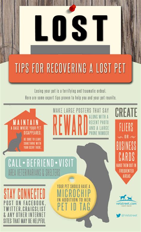 10 Lost Animals Edmonton Tips To Find Pets Fast