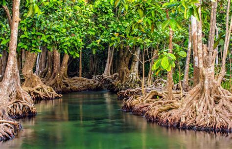 10 Mangrove Tree Secrets For Easy Survival