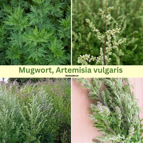 10 Mugwort Plant Florida Benefits