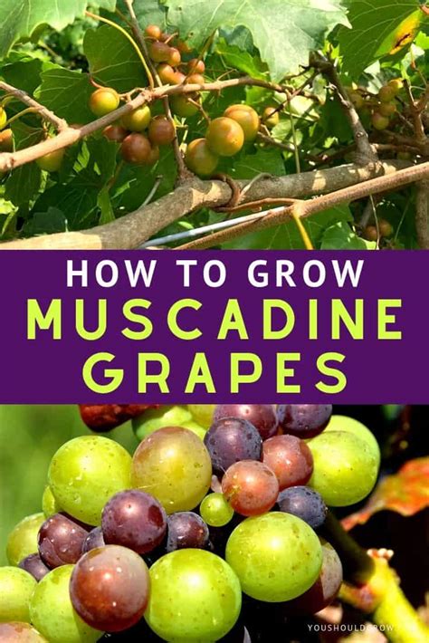 10+ Muscadine Planting Secrets For Big Harvests