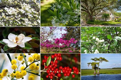 10 Native Trees Of Florida To Plant Today