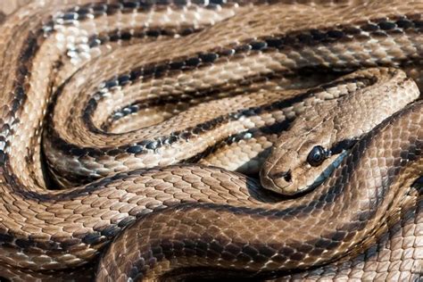 10+ Non Poisonous Snakes Found Easily