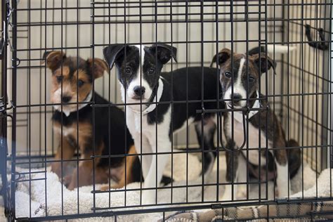 10 North York Animal Shelter Tips To Save Lives