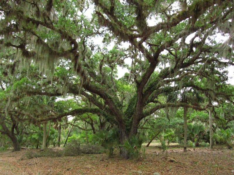 10 Oak Trees For Florida Landscapes