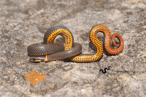 10+ Orange Belly Snake Secrets For Safety