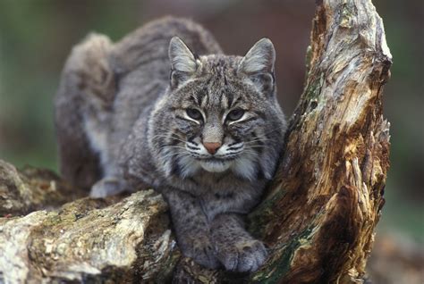 10 Panther Facts To Outsmart Bobcat