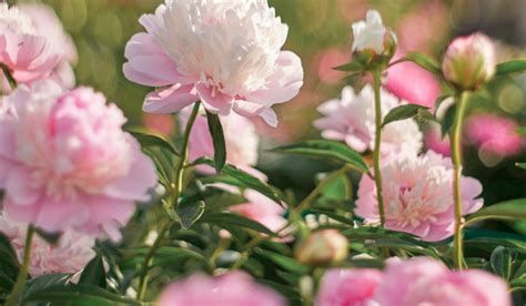 10 Peony Bush Planting Tips For Beautiful Blooms