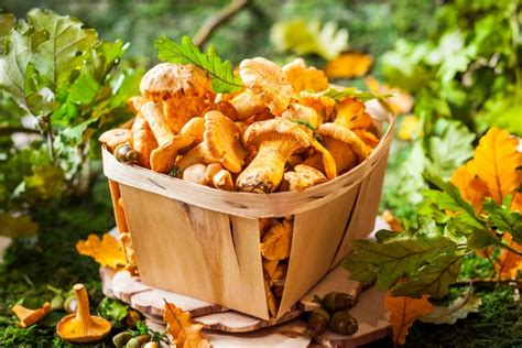 10 Popular Edible Mushrooms And How To Cook With Them Farmers