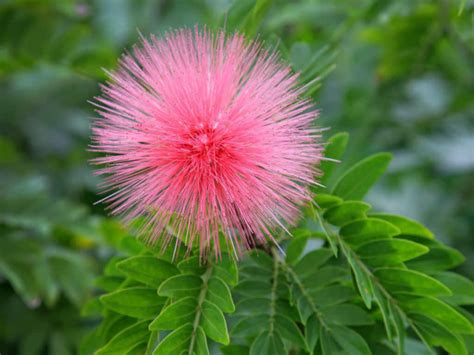 10 Powder Puff Plant Care Tips