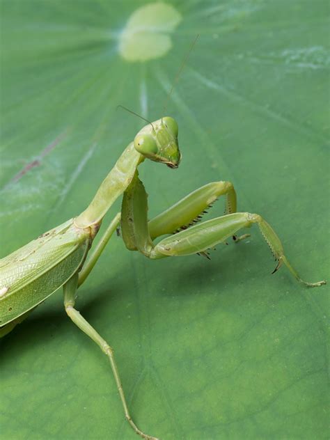 10 Praying Mantis Lifespan Facts For Better Care