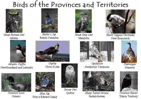 10 Provincial Bird Facts Revealed