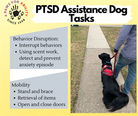 10+ Ptsd Service Dog Tasks For Reduced Symptoms